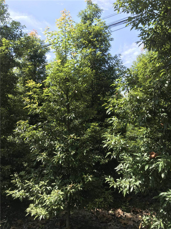 桢楠主要有哪些病虫害？