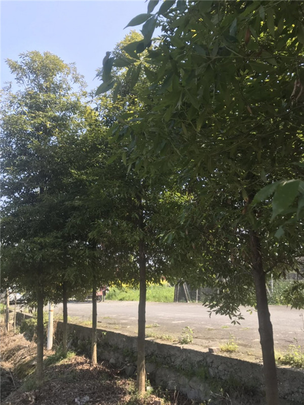 桢楠如何栽培？