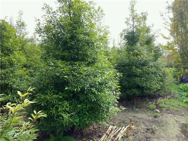 桢楠与金丝楠木区别是什么？小叶桢楠和金丝楠区别是什么？