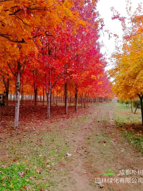 秋枫种植后如何护理？