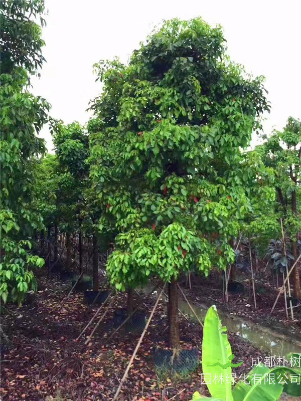 为什么夏季、秋季适合移植秋枫？