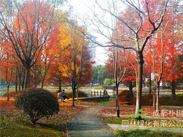 重阳木和秋枫区别是怎么样的？