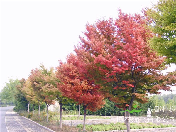 香樟和秋枫哪个好？