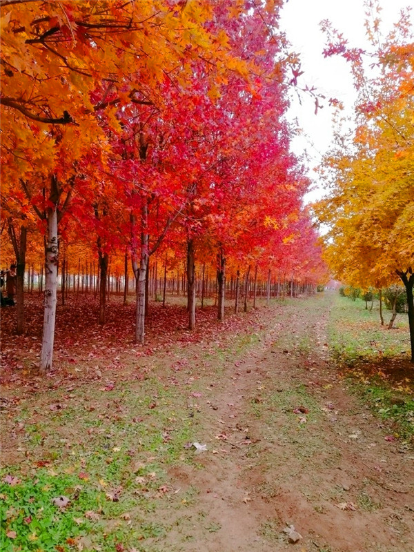 秋枫种植后如何护理？