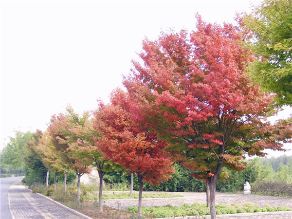 香樟和秋枫哪个好？