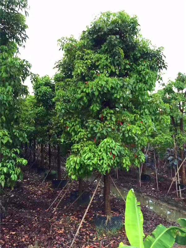 为什么夏季、秋季适合移植秋枫？