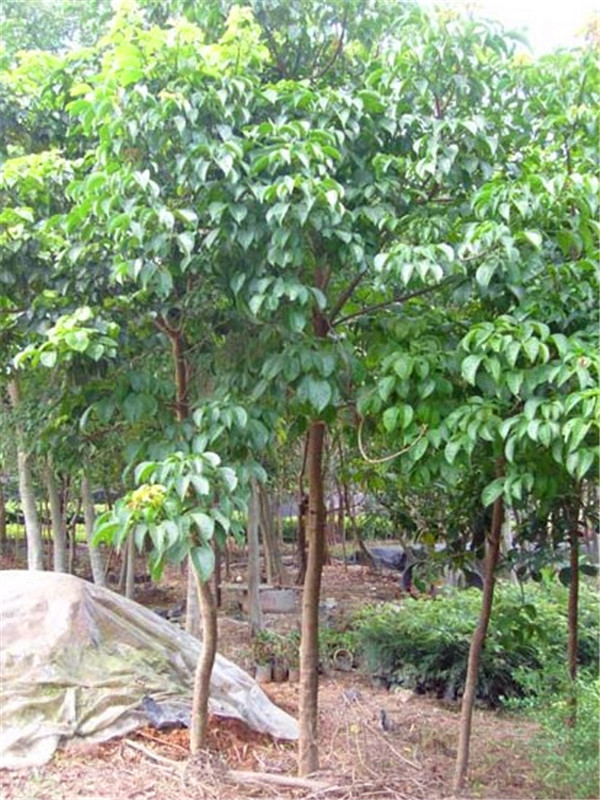 秋枫什么属？秋枫生长习性、形态特征怎么样？