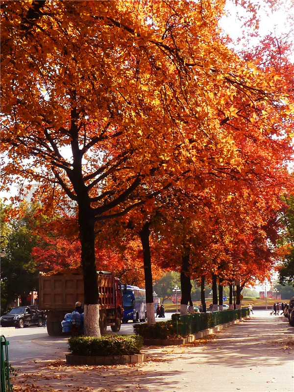 秋枫的功效与作用是什么？