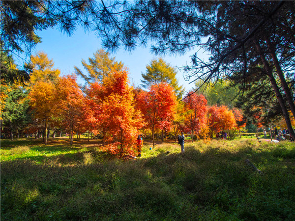 秋枫叶子黄怎么办？秋枫的果实有什么作用？