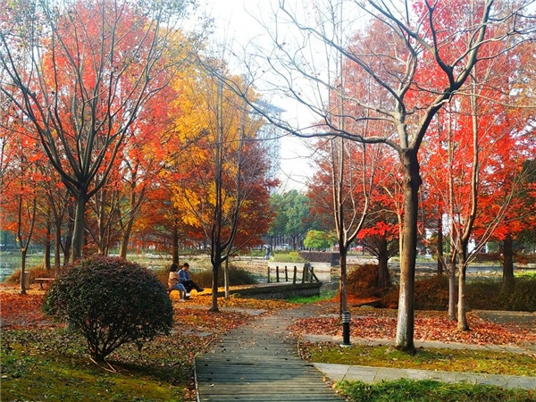 重阳木和秋枫区别是怎么样的？