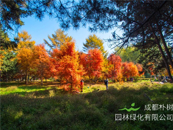 秋枫叶子黄怎么办？秋枫的果实有什么作用？