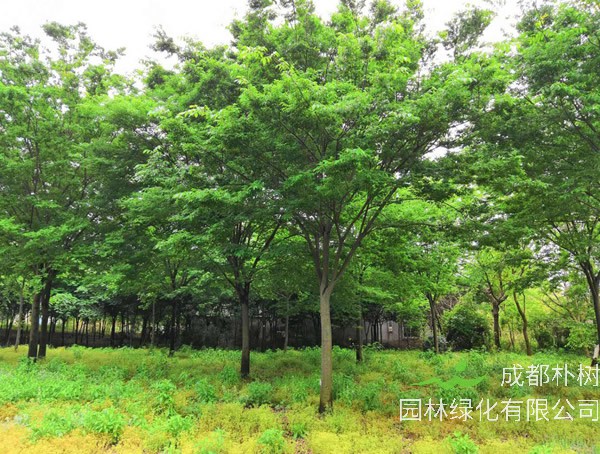 红榉树是红木的一种吗？