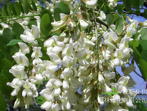 最新洋槐树图片大全大图，洋槐树图片叶子图片大全