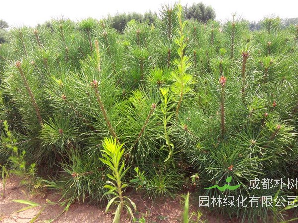 樟子松与落叶松什么区别？