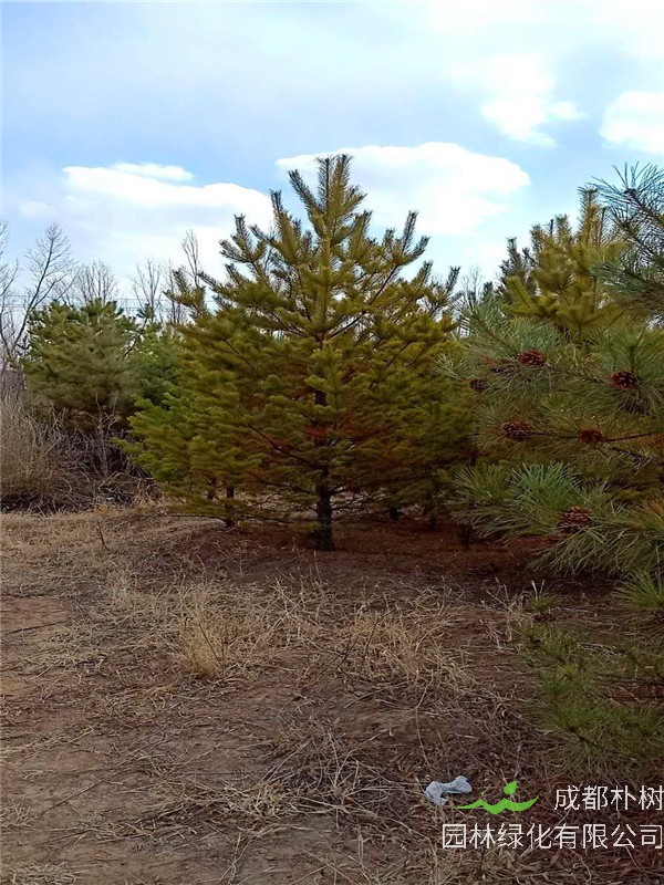 樟子松适合哪里生长？如何辨别樟子松？