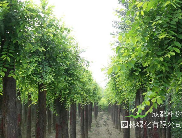 最新洋槐树图片大全大图，洋槐树图片叶子图片大全