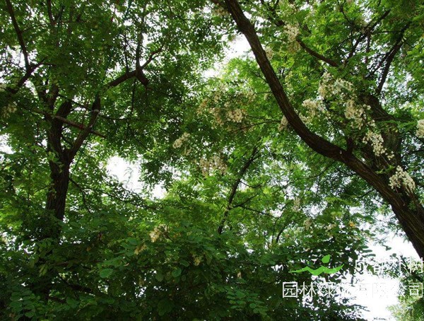 洋槐树图片