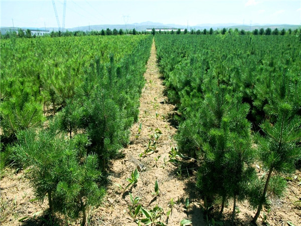 樟子松和云杉哪些区别？