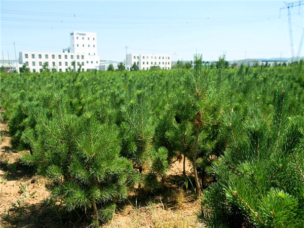 樟子松如何种植？