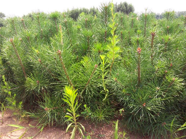 樟子松与落叶松什么区别？