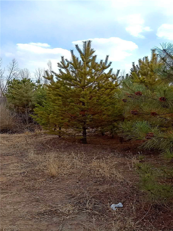 樟子松适合哪里生长？如何辨别樟子松？