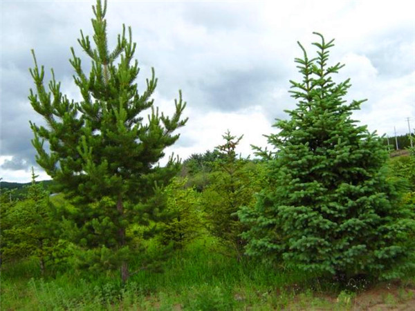 樟子松怎么修剪？樟子松怎么样？