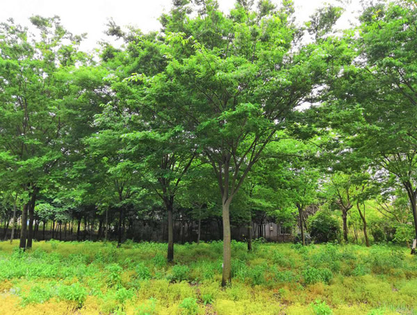 红榉树是红木的一种吗？