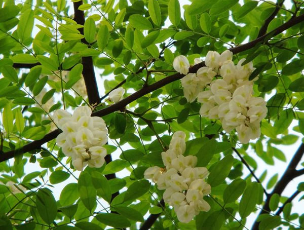 最新洋槐树图片大全大图，洋槐树图片叶子图片大全