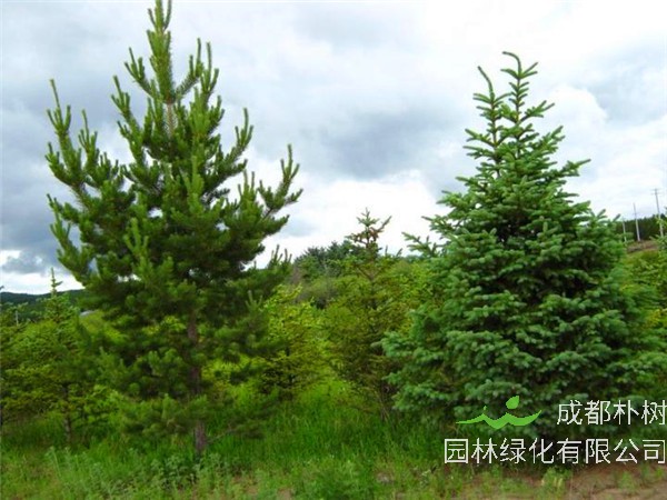 樟子松怎么修剪？樟子松怎么样？