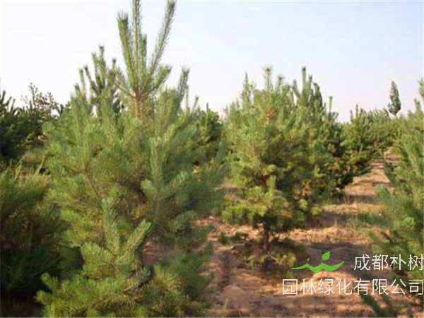 樟子松和南方松怎么区分？