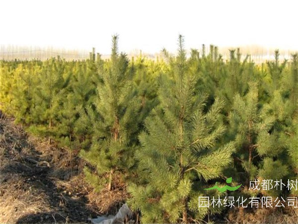 油松和樟子松有什么区别？