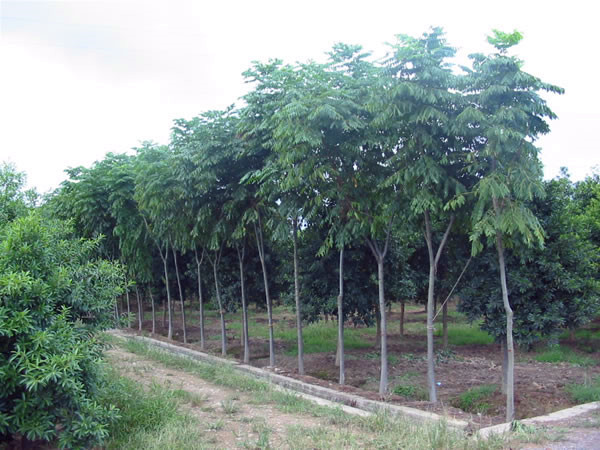 栾树什么时候落叶？栾树什么时候移栽？