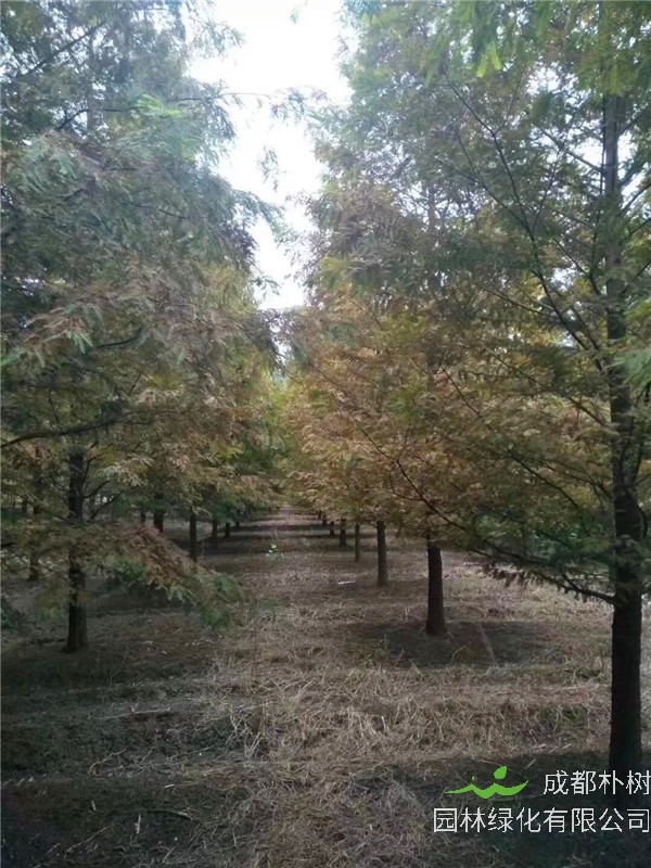 水杉和合欢、落羽杉如何区分？