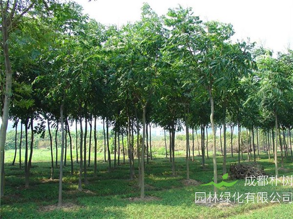 栾树如何种植？如何养护栾树？