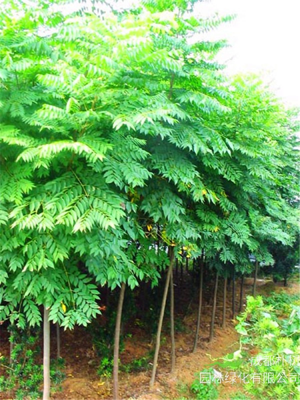 栾树和麻楝如何区别？