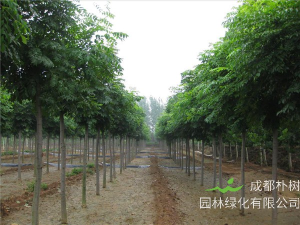 香樟和栾树如何区别？