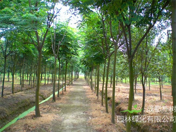 如何防止栾树被虫蛀？