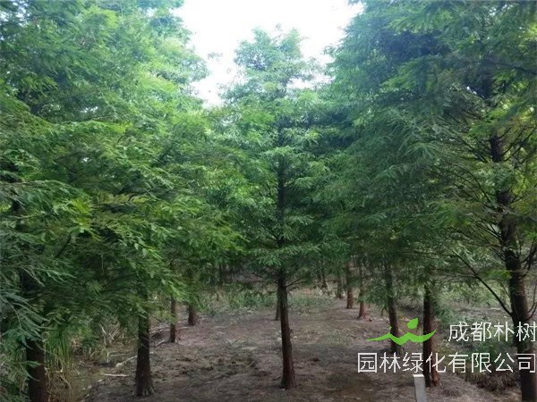 水杉如何种植？水杉如何养护？