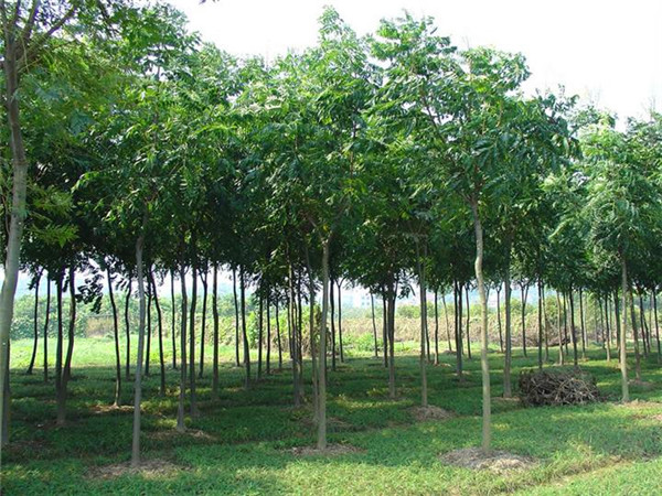 栾树如何种植？如何养护栾树？