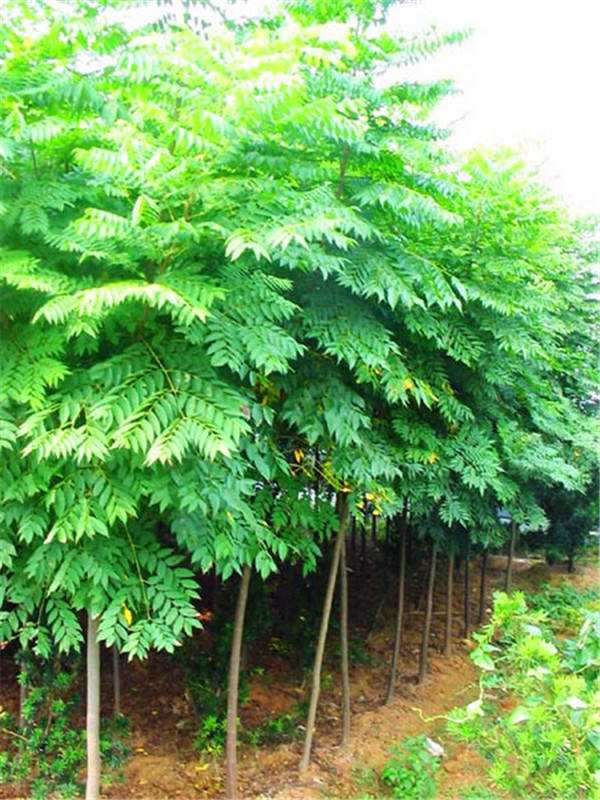 栾树和麻楝如何区别？