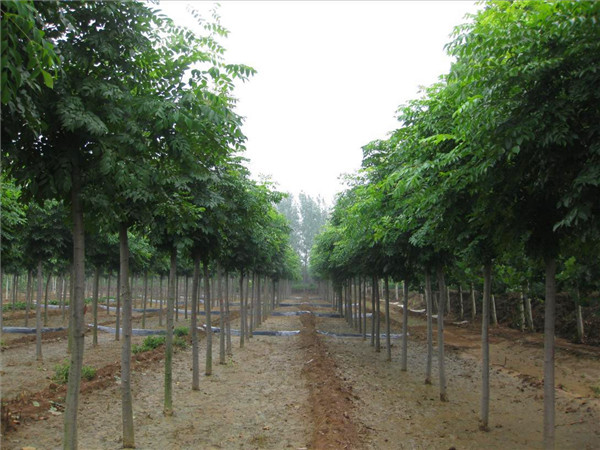 香樟和栾树如何区别？