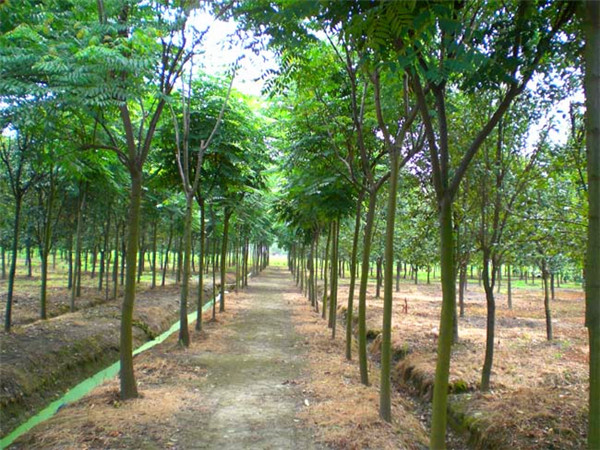 如何防止栾树被虫蛀？