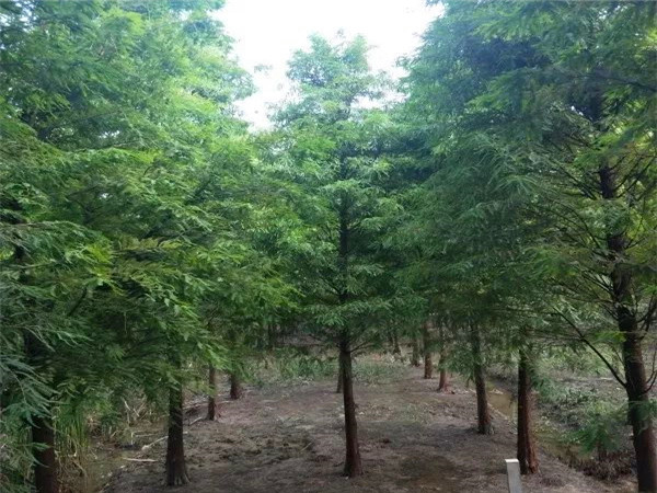 水杉如何种植？水杉如何养护？