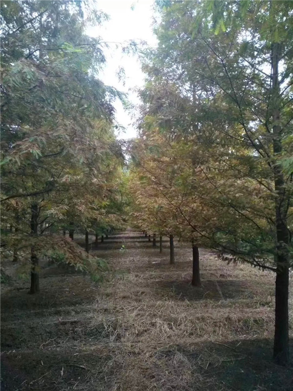 水杉和合欢、落羽杉如何区分？