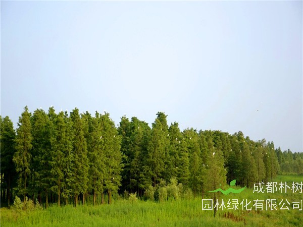 水杉能活多久？水杉怎么修剪？