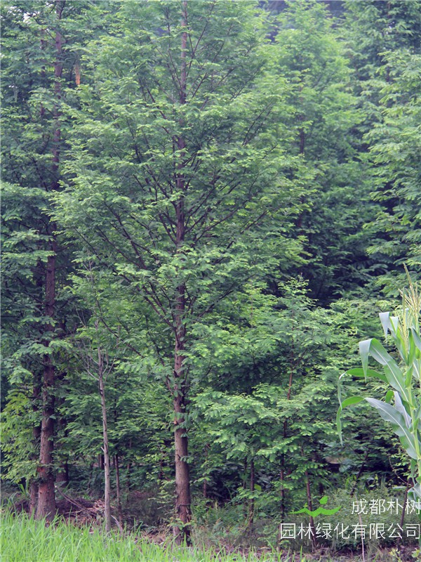 水杉盆景用什么盆栽？水杉什么季节发芽？