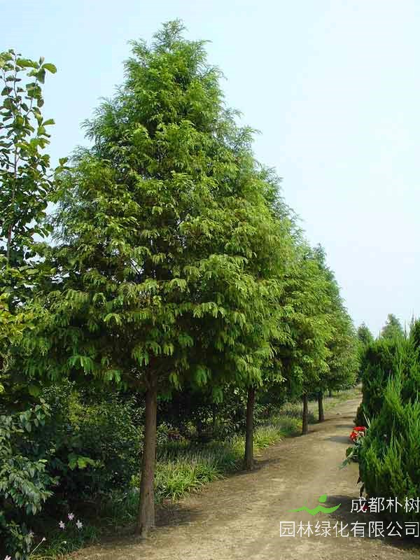 水杉品种怎么样？水杉怎么繁殖？