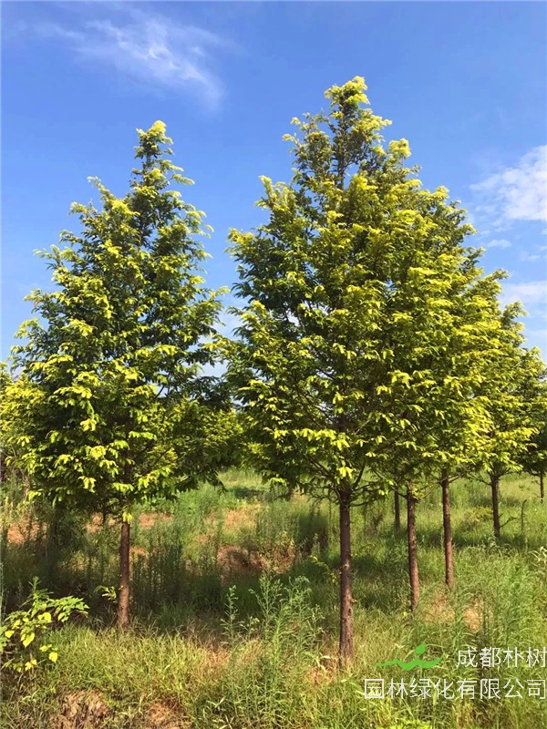 水杉和云杉有什么区别？水杉树的特点是什么？