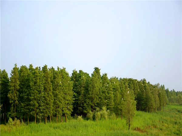 水杉能活多久？水杉怎么修剪？