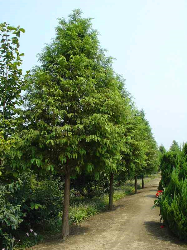 水杉品种怎么样？水杉怎么繁殖？